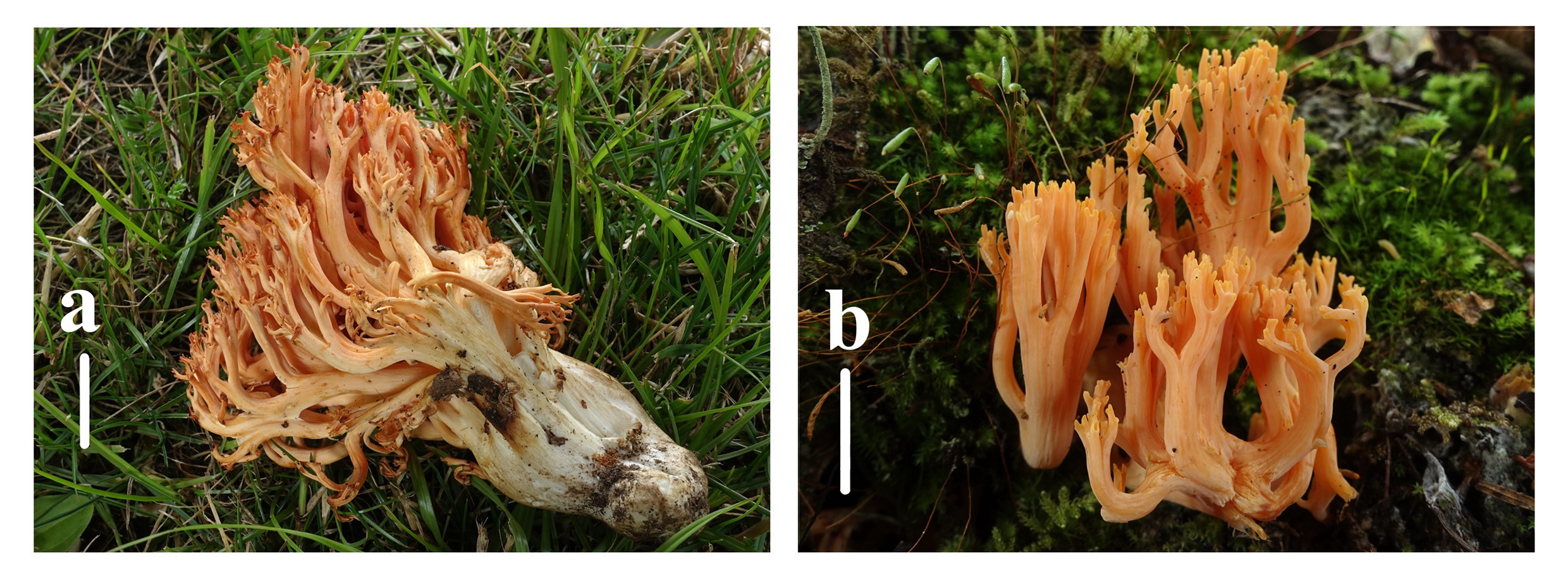 Figure 31
